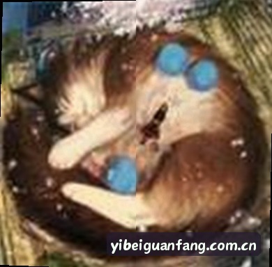 赵磊